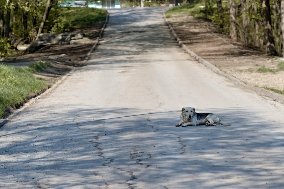 A dog near Lake Nr1, Dumitru Rascanu park