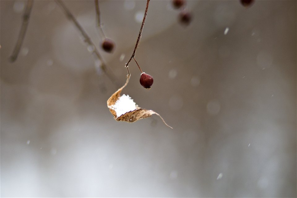 Dried Leaves & Slow photo