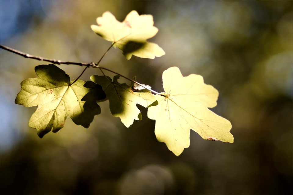 Acer leaves