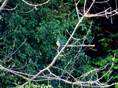 IJsvogel