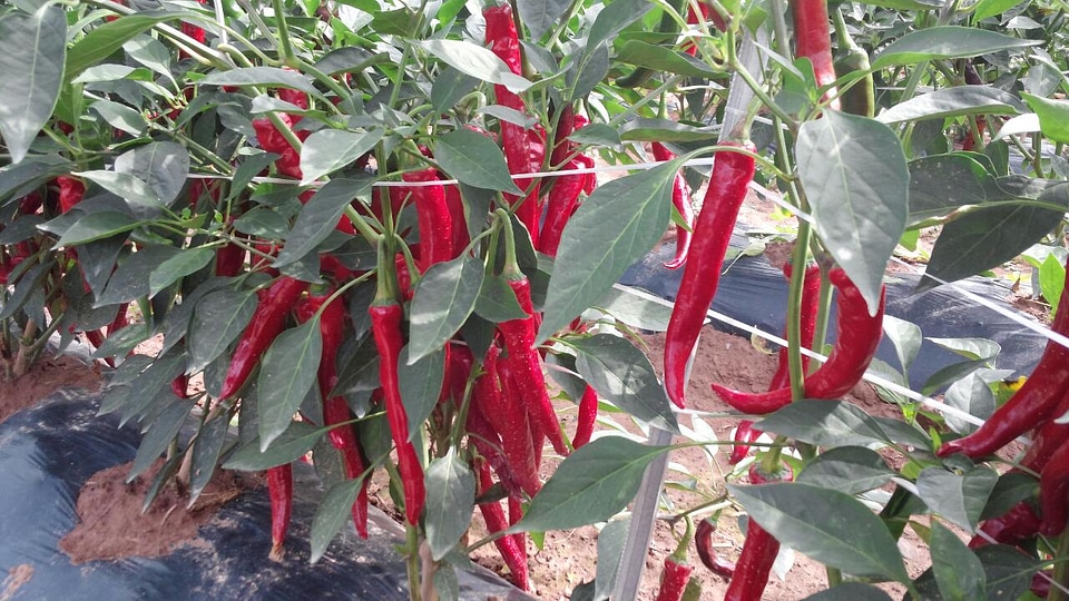 Red hot chili peppers on the tree in nature