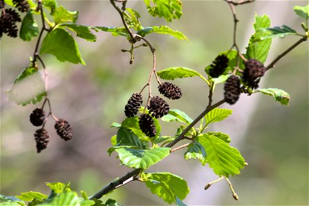 Alder-tree cones