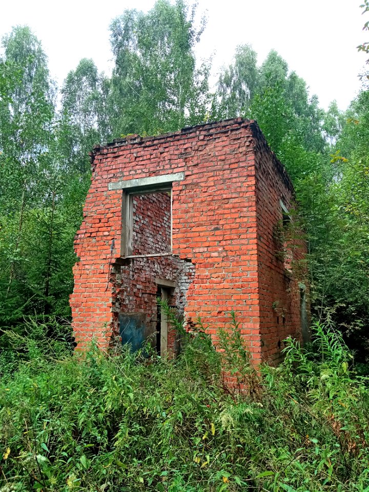 Ruins in forest