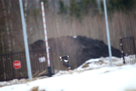 Lapwing photo