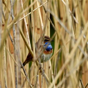 Blauwborst