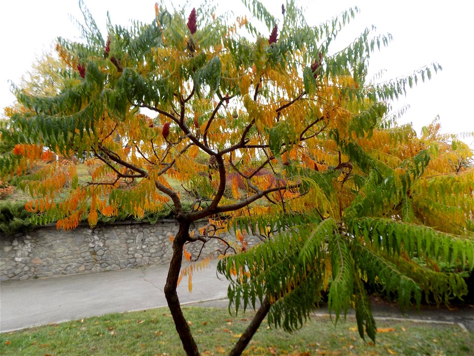 Hryshko National Botanical Garden