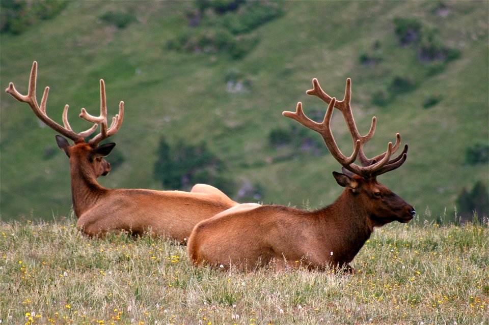 Bull Elk in the Alpine Tundra