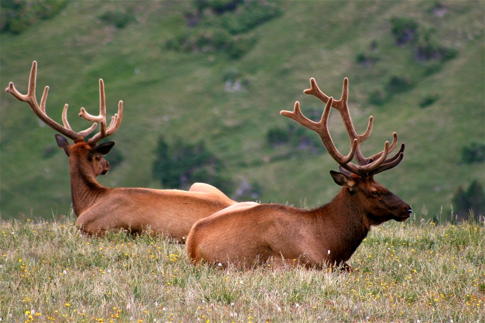 Bull Elk in the Alpine Tundra photo