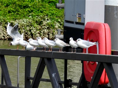 Kokmeeuwen