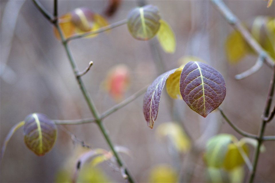 Autumn Leaves
