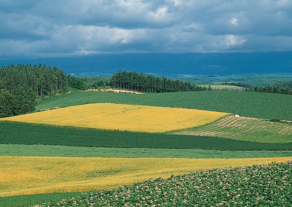 Asia rice field by harvesting season