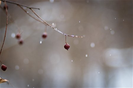 Winter berries photo