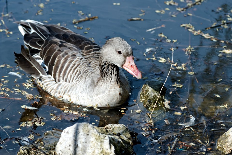Goose, Chisinau Zoo