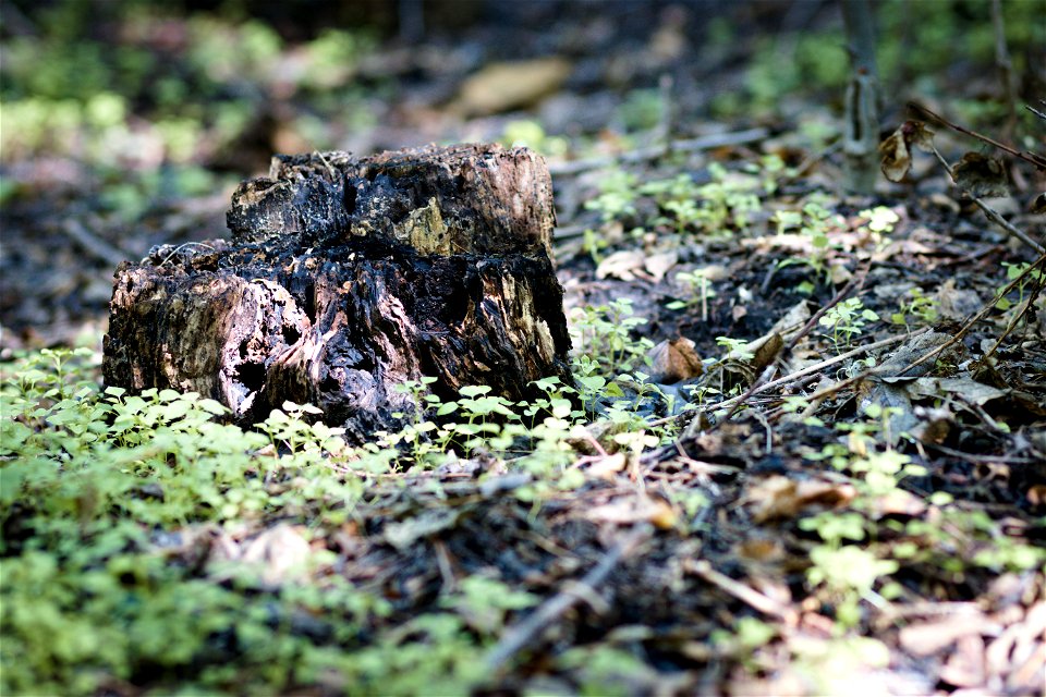 Rotten tree trunk