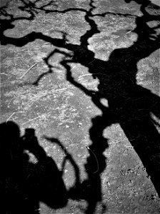 Tree shadow photo