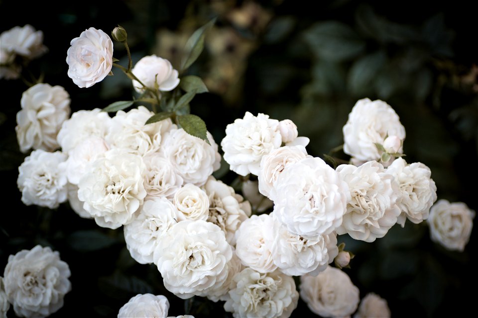 White Roses
