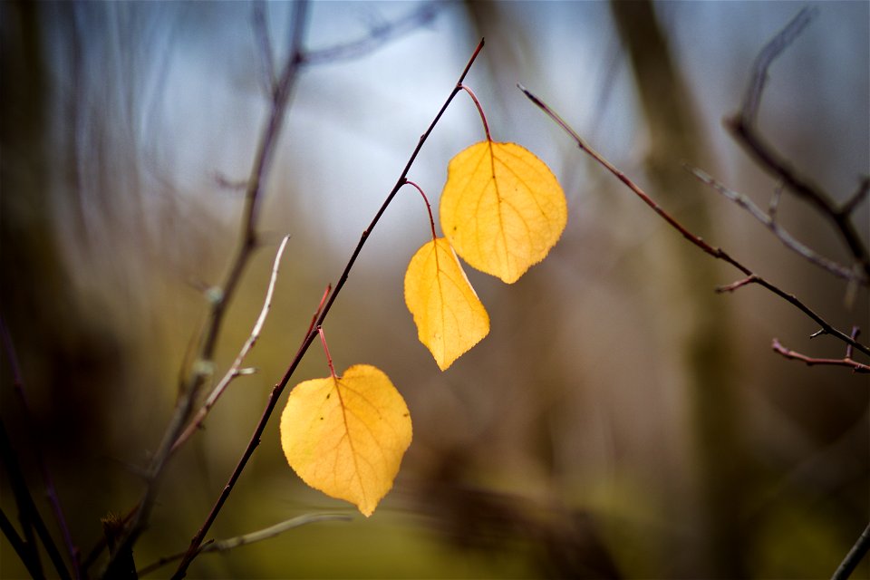 Autumn leaves