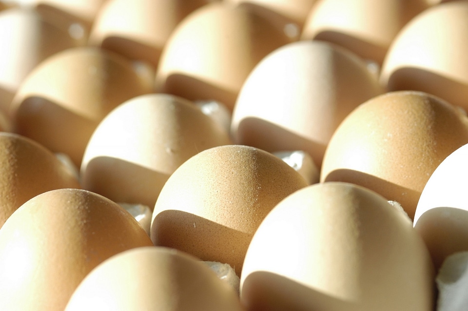 Eggs in paper tray
