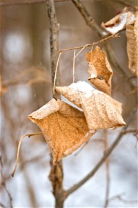 Dried Leaves & Slow photo
