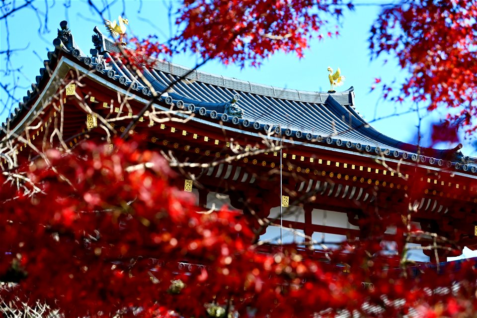 京都宇治平等院鳳凰堂 / Byodoin Hoohdo temple in Kyoto photo