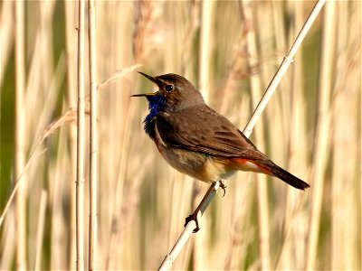 Blauwborst