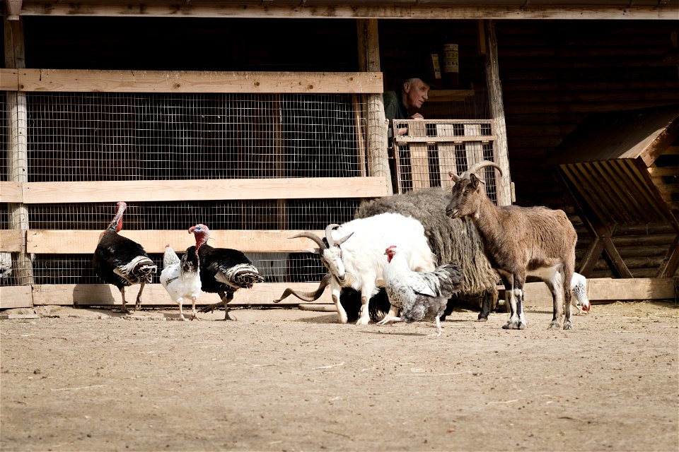 Home animals, Chisinau Zoo