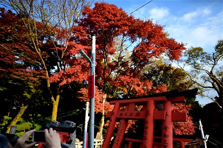 伏見稲荷/Fushimi Inari Shrine