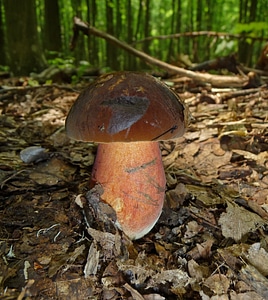 Mushroom Dotted Stem Bolete Boletus erythropus photo