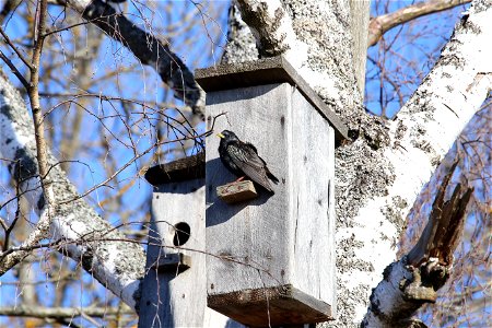Starling