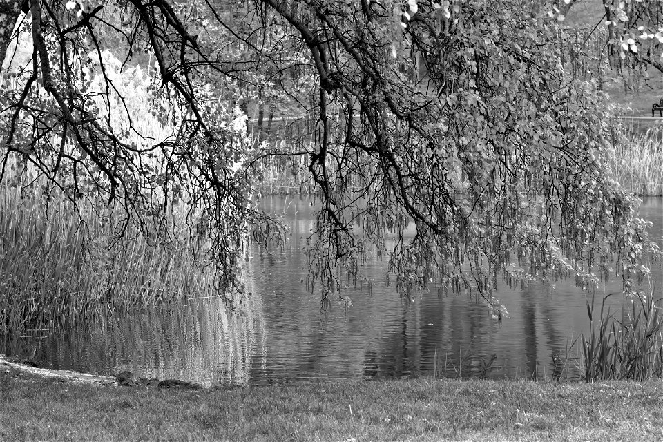 Branches over the water. Dendrological Park, Chisinau