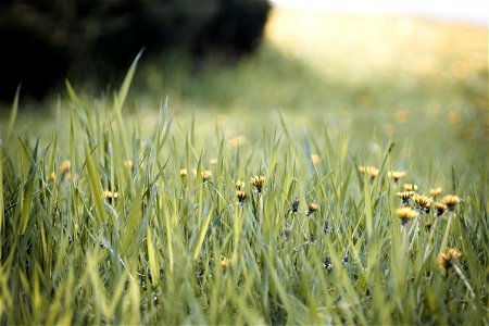 Dandelion & Grass photo