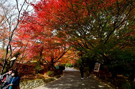 京都龍安寺/Kyoto Ryoanji