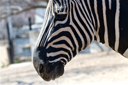 A zebra from Chisinau Zoo photo
