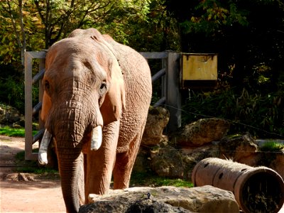 Olifant