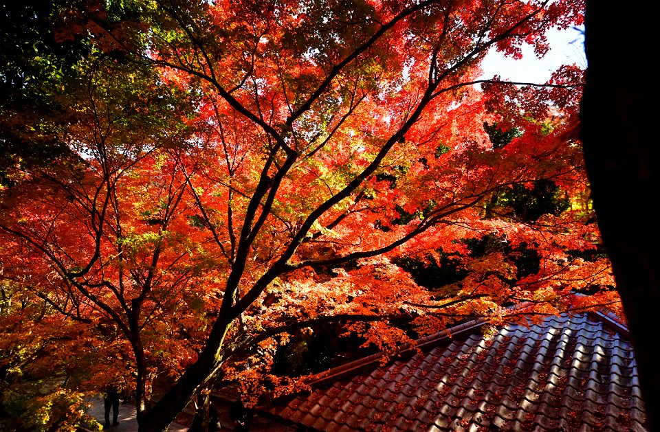 京都宇治平等院鳳凰堂 / Byodoin Hoohdo temple in Kyoto
