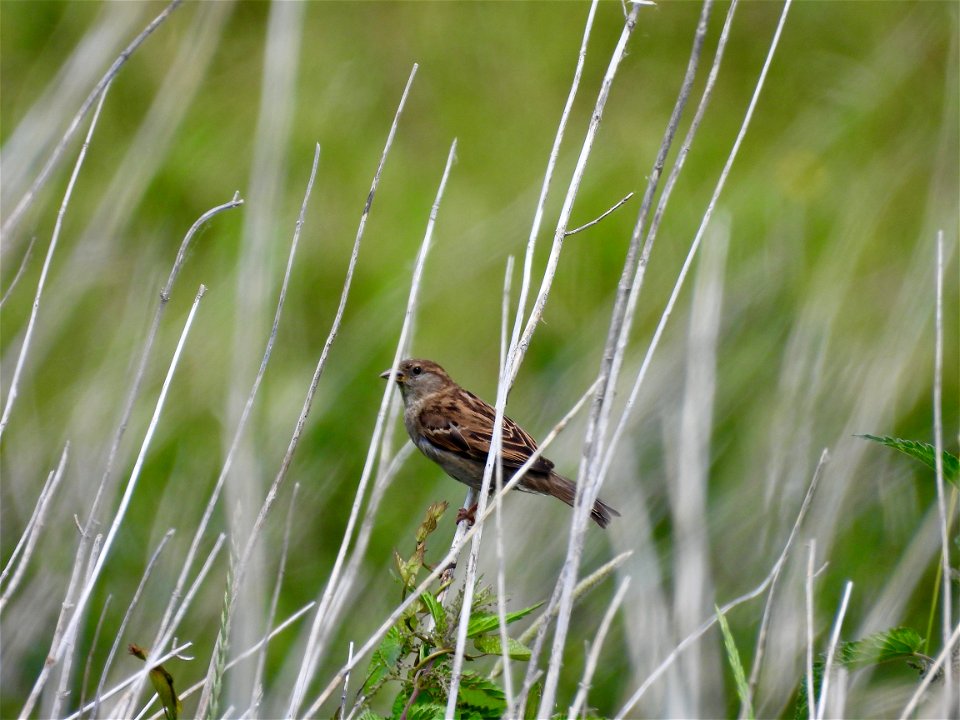Huismus in het riet