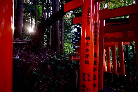 伏見稲荷/Fushimi Inari Shrine photo