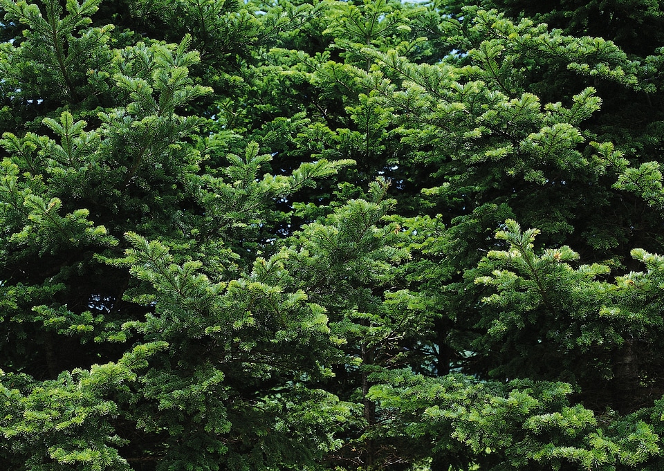 Forrest of green pine trees on mountainside