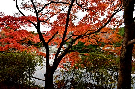 京都龍安寺/Kyoto Ryoanji