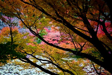 京都龍安寺/Kyoto Ryoanji