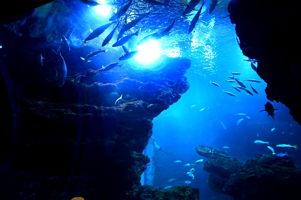 京都水族館 / Kyoto Aquarium
