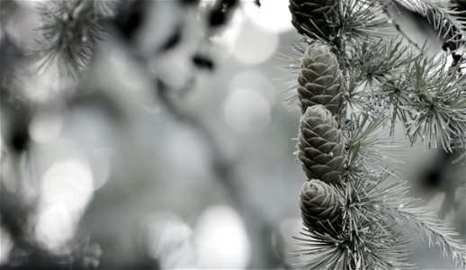 Coniferous