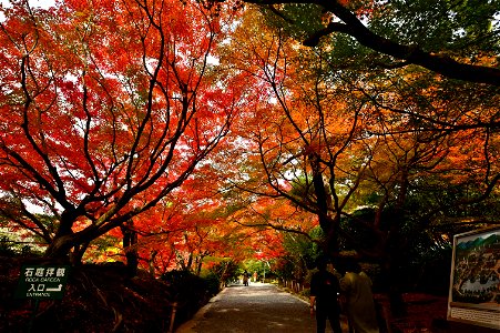 京都龍安寺/Kyoto Ryoanji