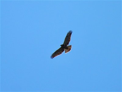 Buizerd