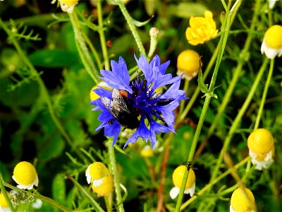 Steenhommel