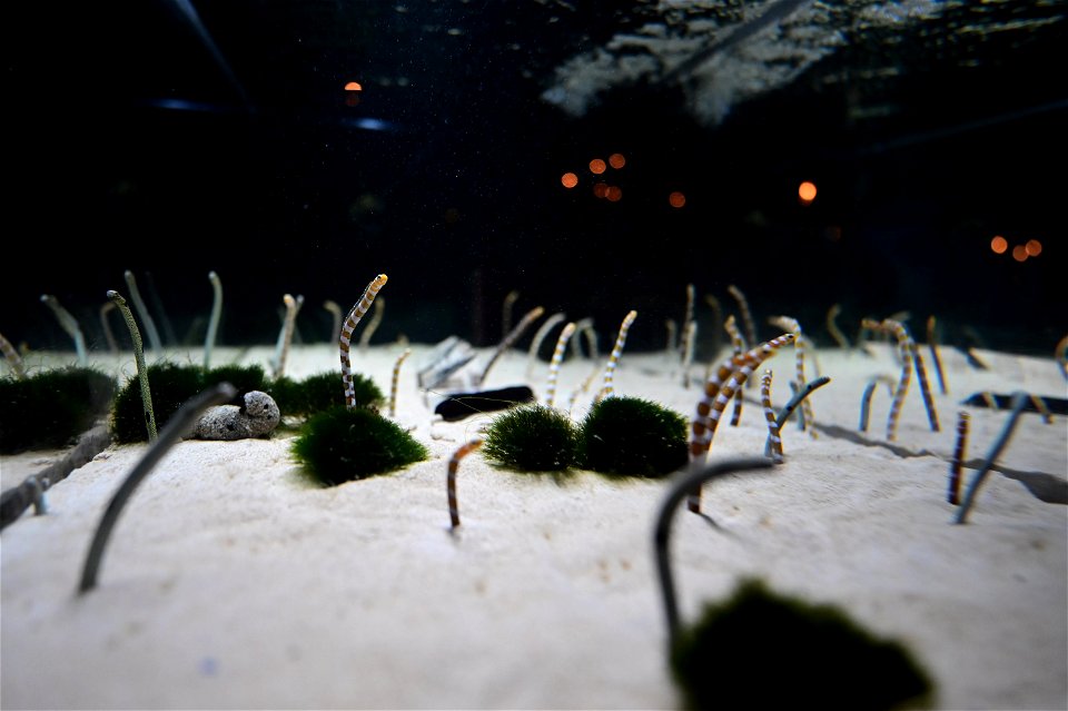京都水族館 / Kyoto Aquarium
