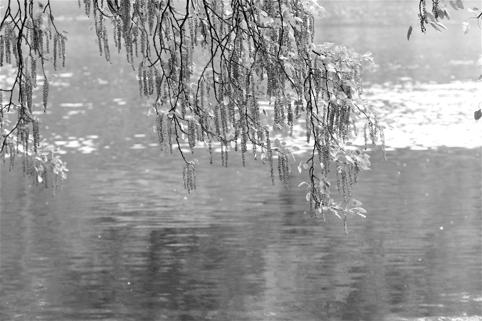 Branches over the water. Dendrological park, Chisinau