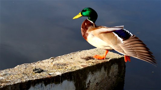 Duck