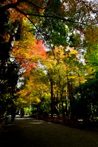 京都龍安寺/Kyoto Ryoanji