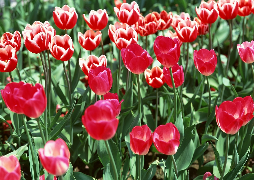 colorful tulips, tulips in spring
